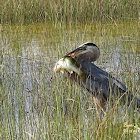 Great Blue Heron