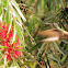 Azure-crowned Hummingbird