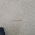 Common Earthworm