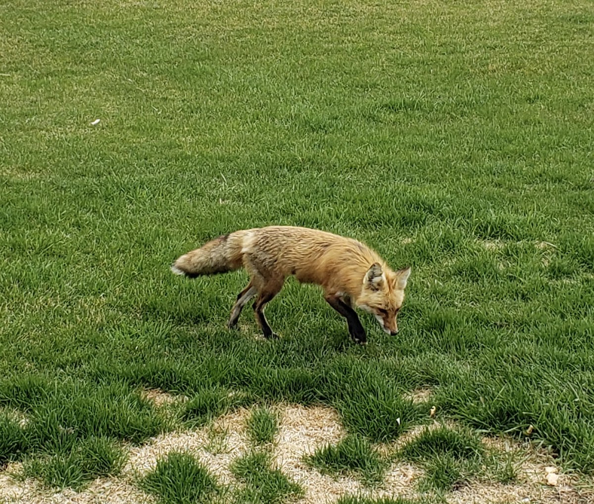 Red Fox