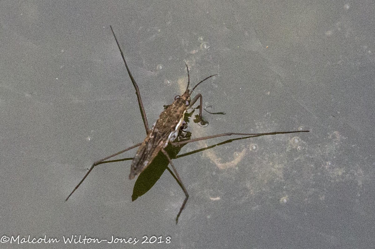 Pond Skater