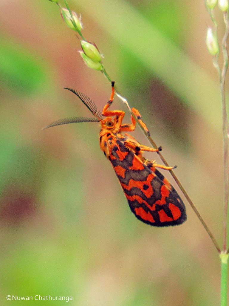 Lichen moth