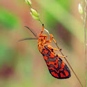 Lichen moth