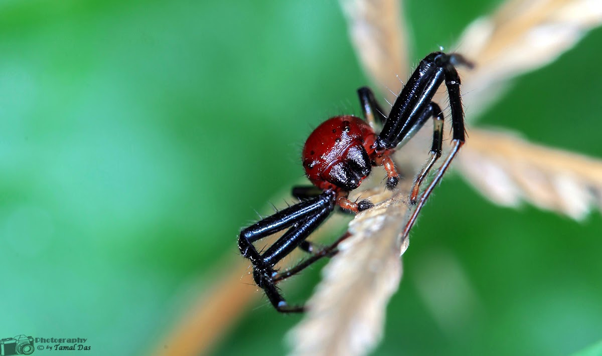 Jumping Spider