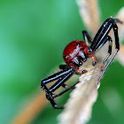 Jumping Spider