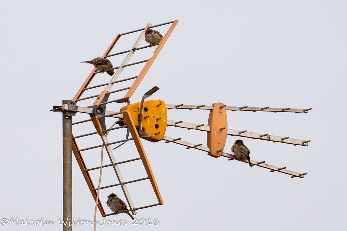 House Sparrow; Gorrión Común