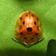 Tortoise Beetle