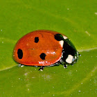 Seven spot ladybird