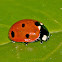 Seven spot ladybird