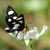 Eight-spotted Forester Moth