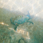 Blue crab