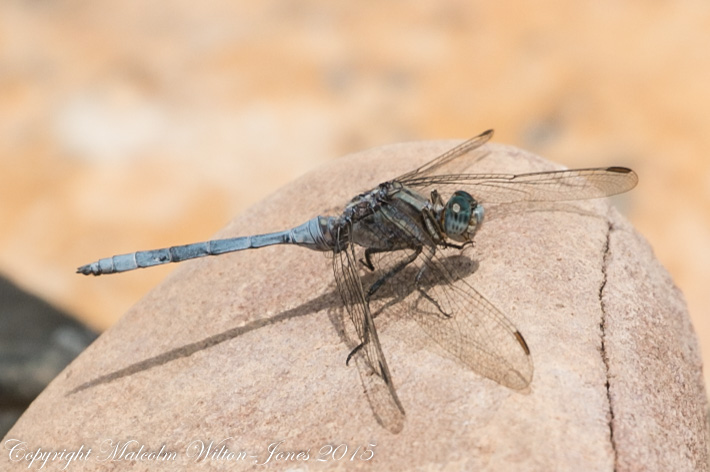 Epaulet Skimmer