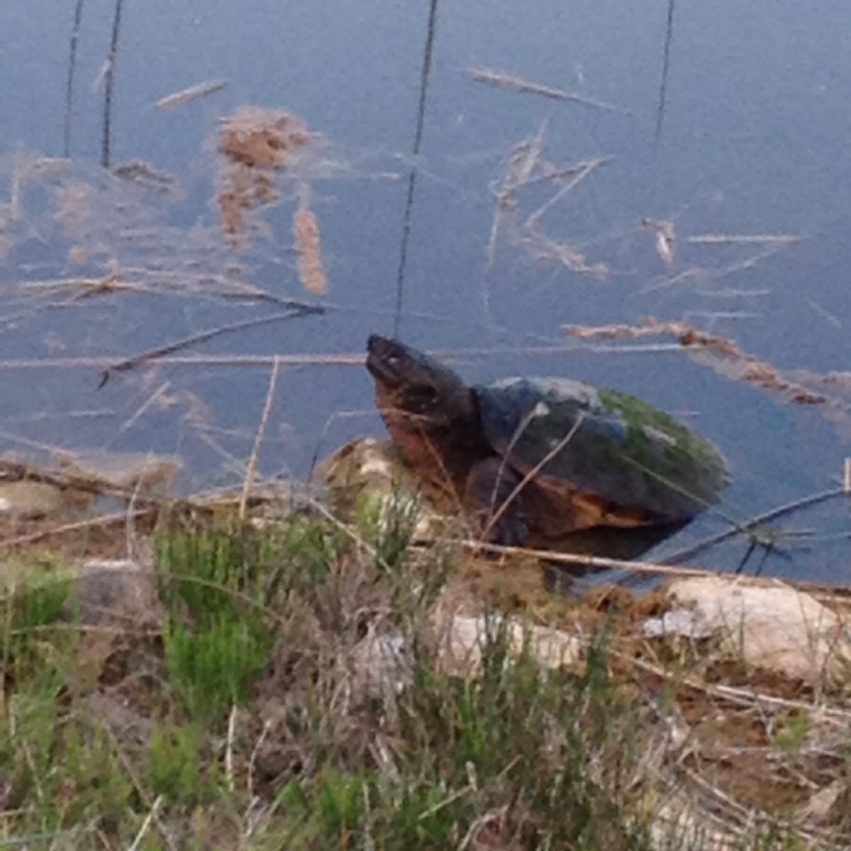 Common Snapping Turtle