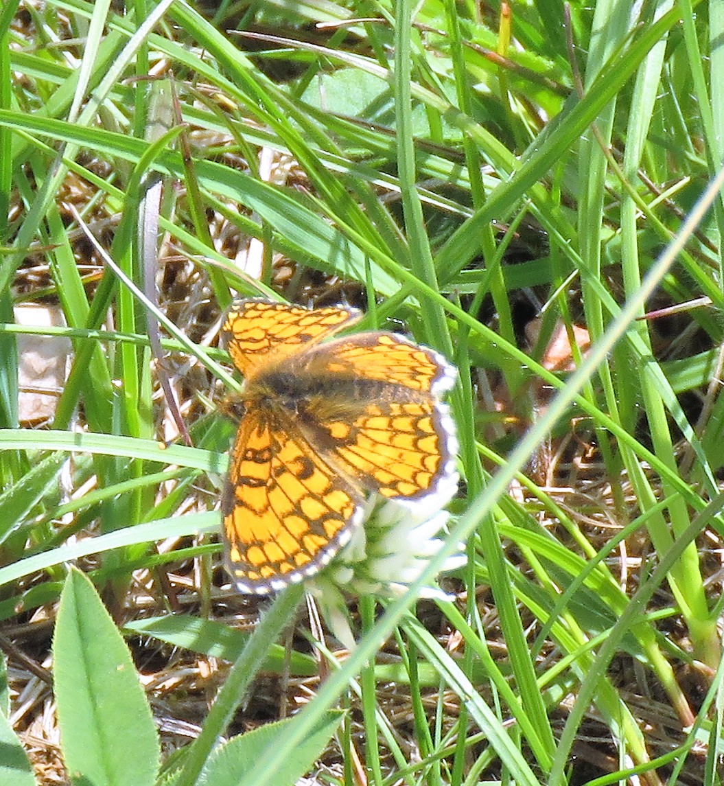 Meadow Fritillary