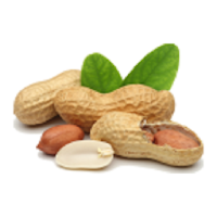 Groundnut-IFC