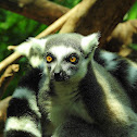 Ring- tailed lemur