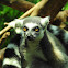 Ring- tailed lemur