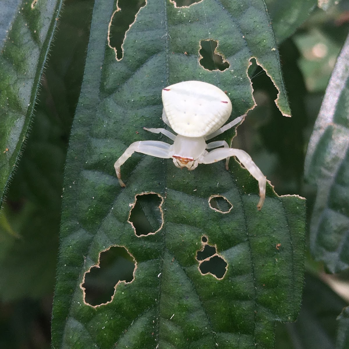 Crab Spider