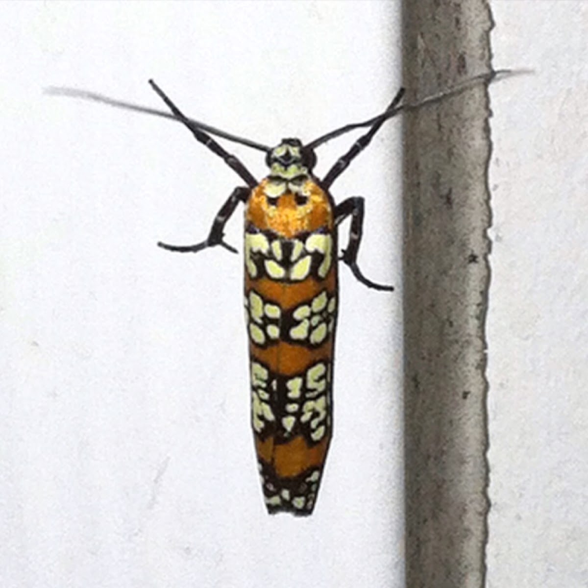 Ailanthus webworm moth