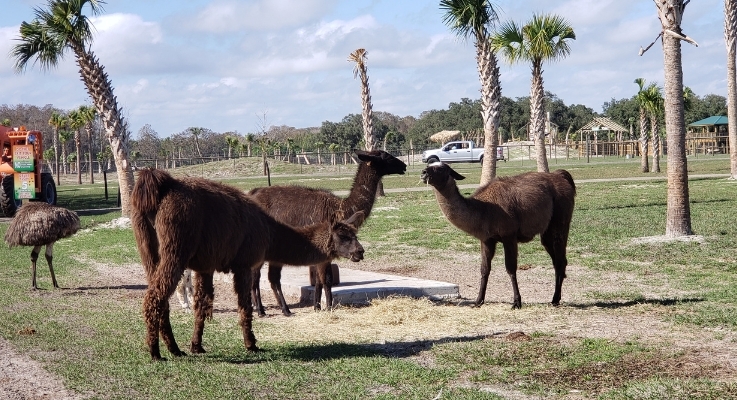 Alpacas