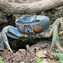 Blue Land Crab