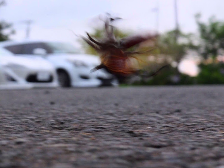 86のswift・カブトムシと・コラボ！！に関するカスタム事例の投稿画像3枚目