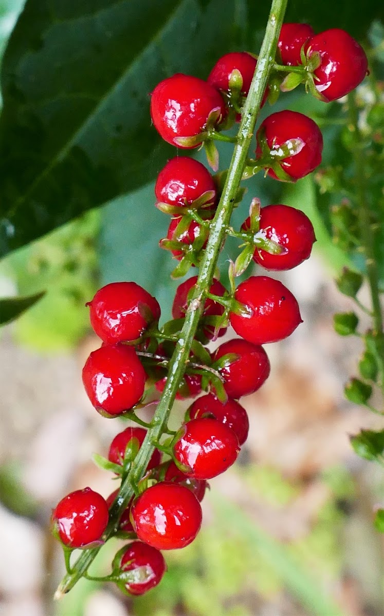 Coral Berry