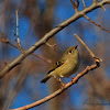 Ruby-crowned Kinglet