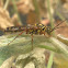 Yellow flower wasp