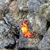 Sally lightfoot crab