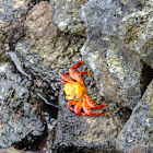 Sally lightfoot crab