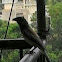 Rufous treepie