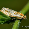 Eucosma cana