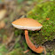 Graceful Bolete