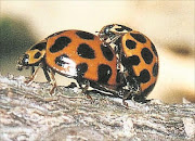 BUG  PORN : Mating ladybugs were a YouTube sensation. Picture: Screen Grab