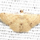 Small wave moth