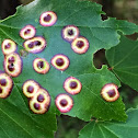 Ocellate Gall Midge