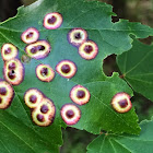 Ocellate Gall Midge