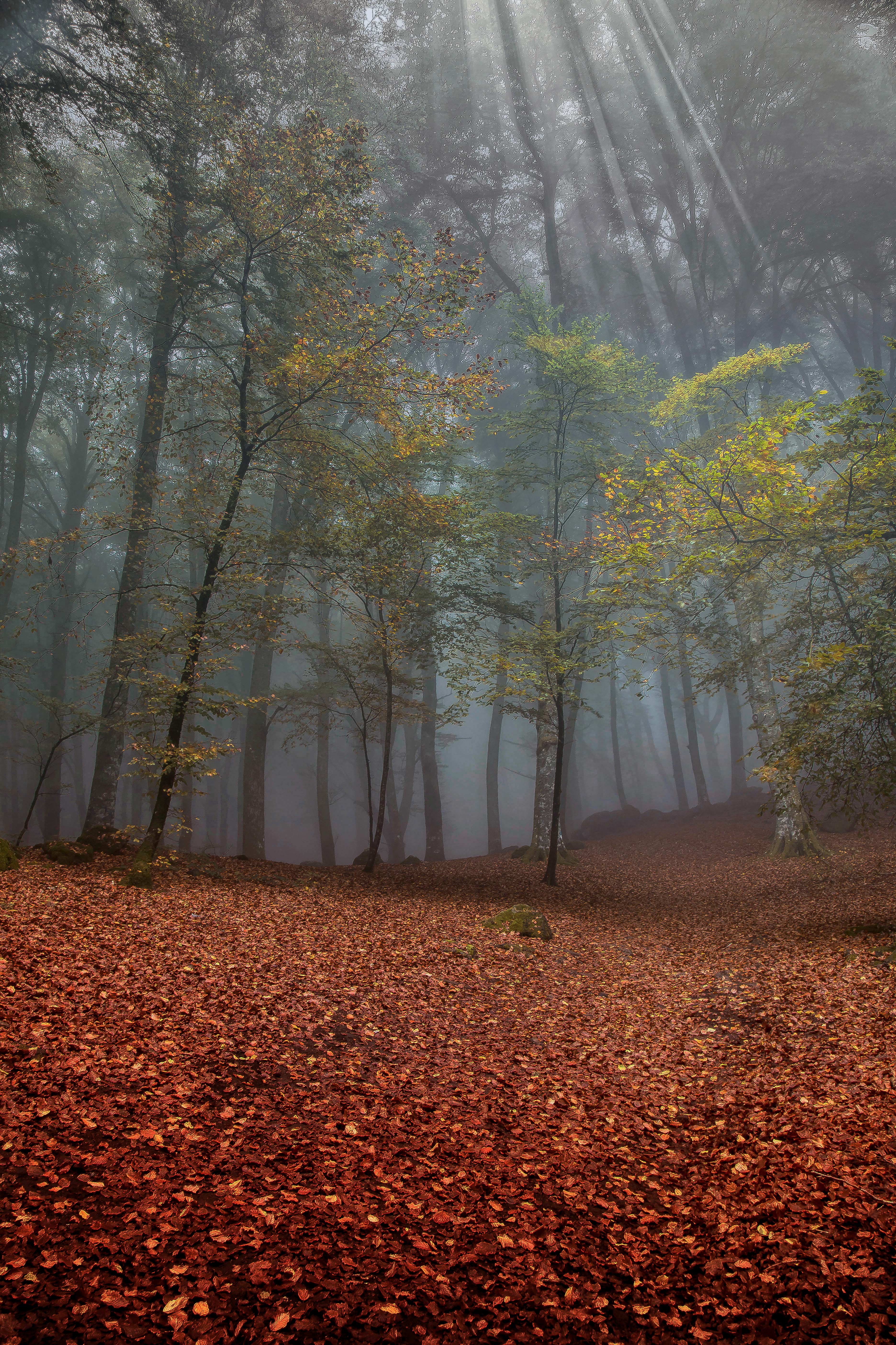 Nel bosco di paolo1954