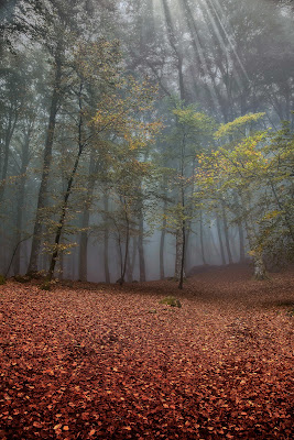 Nel bosco di paolo1954