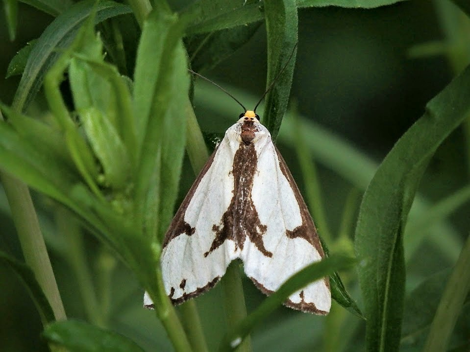 Haploa clymene