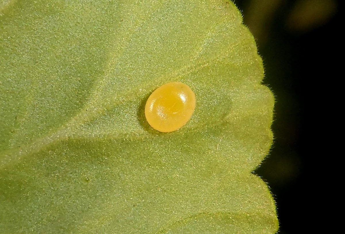 Citheronia laocoon eggs