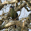 Hartlaub'sTuraco