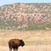 American Bison