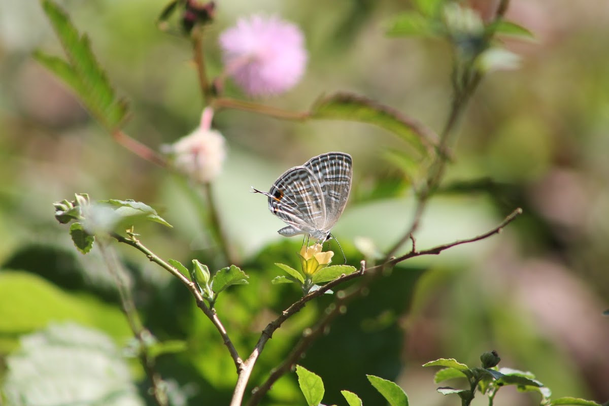 Common Cerulean