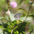 Common Cerulean