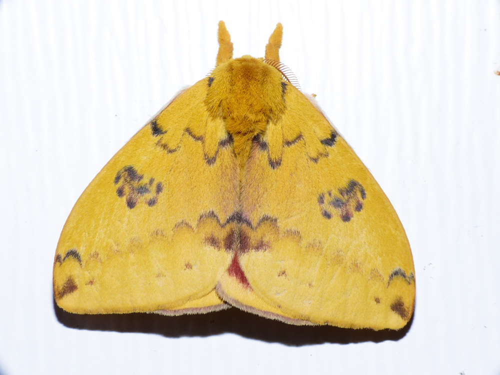 Io moth (male)