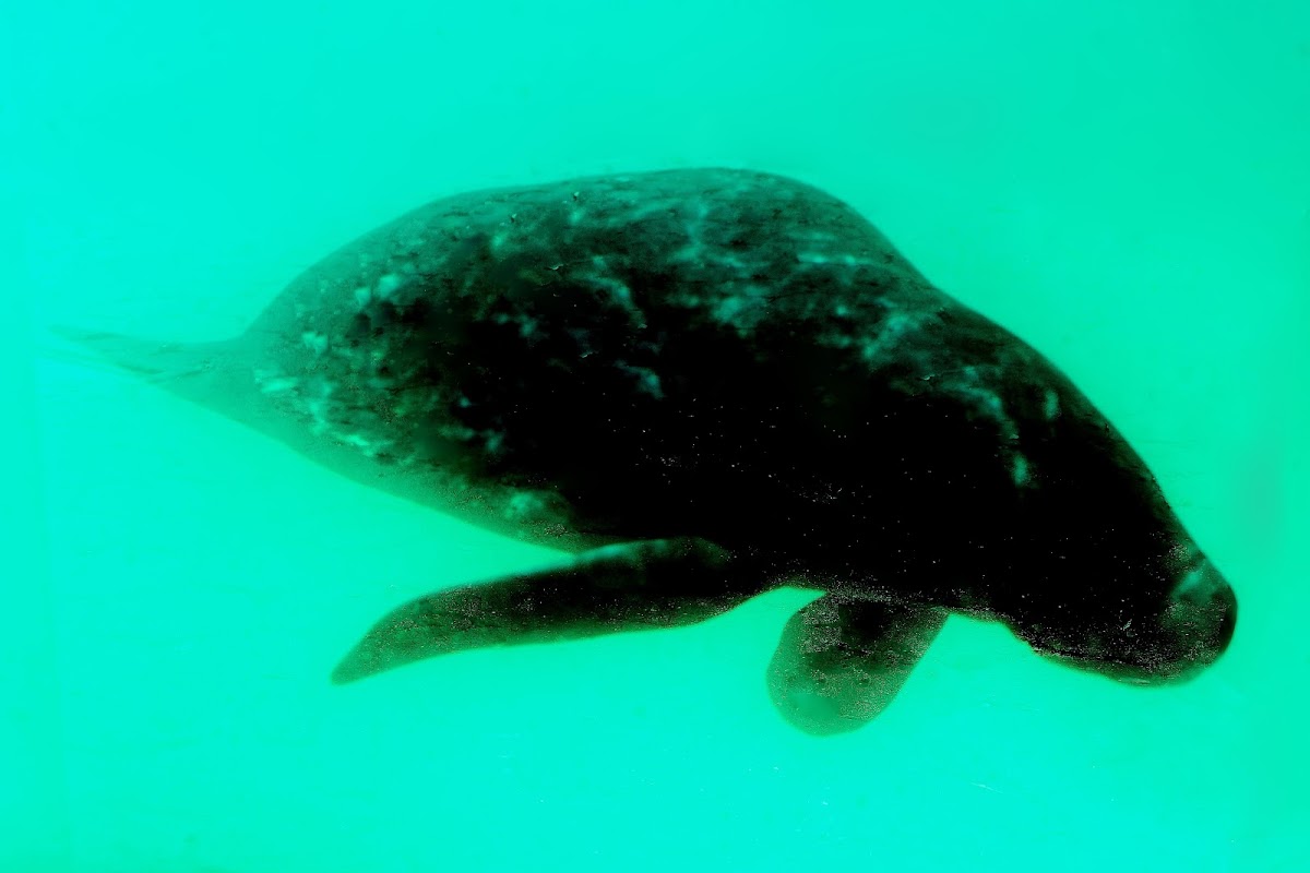 Peixe-boi-da-amazônia (Amazonian manatee)