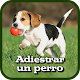 Download Cómo Adiestrar un Perro For PC Windows and Mac 1.0