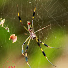 Golden Silk Orb-Weaver Spider